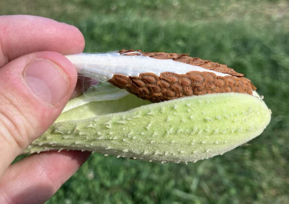 milkweed seeds