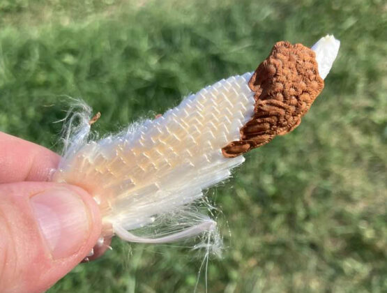milkweed seeds