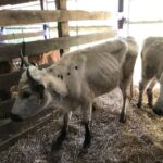 Restraining order halts Alternative Animal Auction in Ohio Emaciated cow