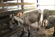 Restraining order halts Alternative Animal Auction in Ohio Emaciated cow