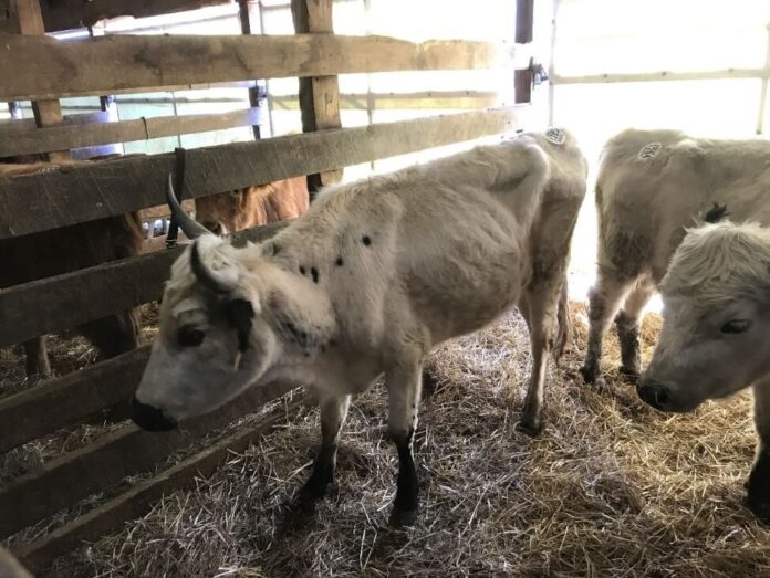 Emaciated cow Emaciated cow