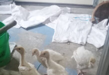 The case of the mysterious morning noise turkeys