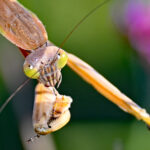 Munching on a honeybee
