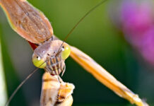 The not-so-blessed praying mantis Munching on a honeybee
