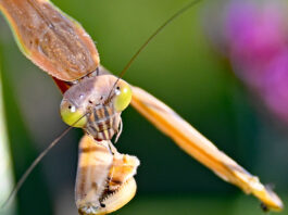 Munching on a honeybee