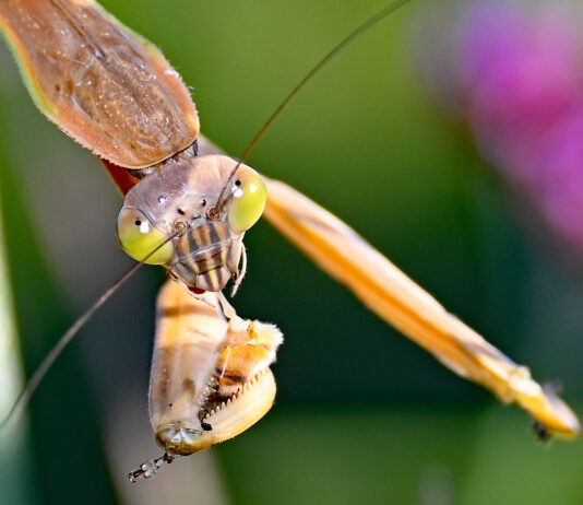 The not-so-blessed praying mantis Munching on a honeybee