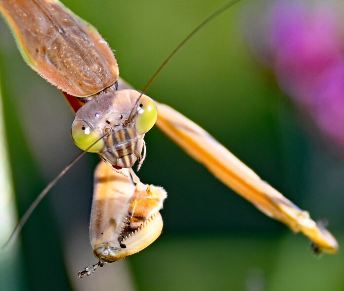Munching on a honeybee Munching on a honeybee