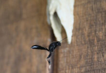 The organ pipe mud dauber wasp Organ pipe wasp