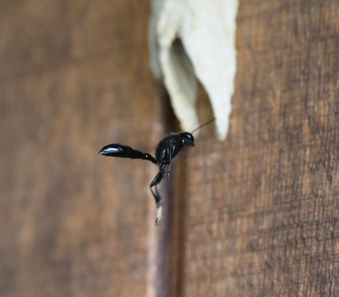 Organ pipe wasp Organ pipe wasp