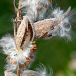 Milkweed seed pods