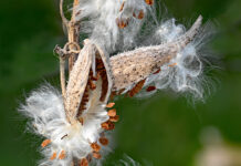 How to harvest milkweed seeds: A tutorial Milkweed seed pods
