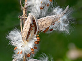 Milkweed seed pods