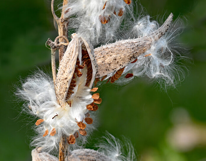 Milkweed seed pods Milkweed seed pods
