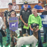 2024 Belmont County Junior Fair Sale