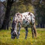 Applejack appaloosa horse