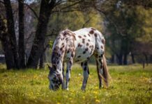 Applejack appaloosa horse