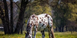 appaloosa horse
