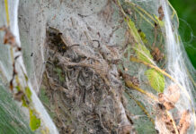 What’s in the trees? It’s fall webworms caterpillars in silken shelter