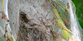 caterpillars in silken shelter