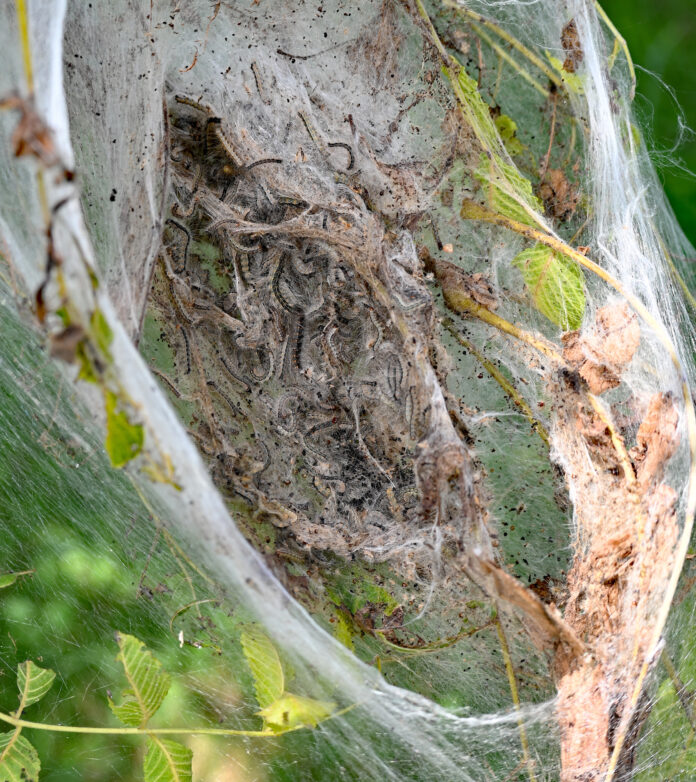 caterpillars in silken shelter