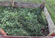 Cover crops aren’t just for farmers cover crops