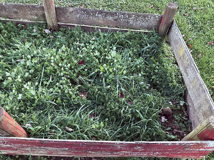 cover crops cover crops