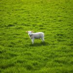 Hope and faith are gifts born of difficulty, heartbreak lamb