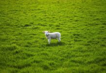 Hope and faith are gifts born of difficulty, heartbreak lamb