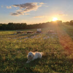 Licking County couple makes it work with farm, off-farm jobs