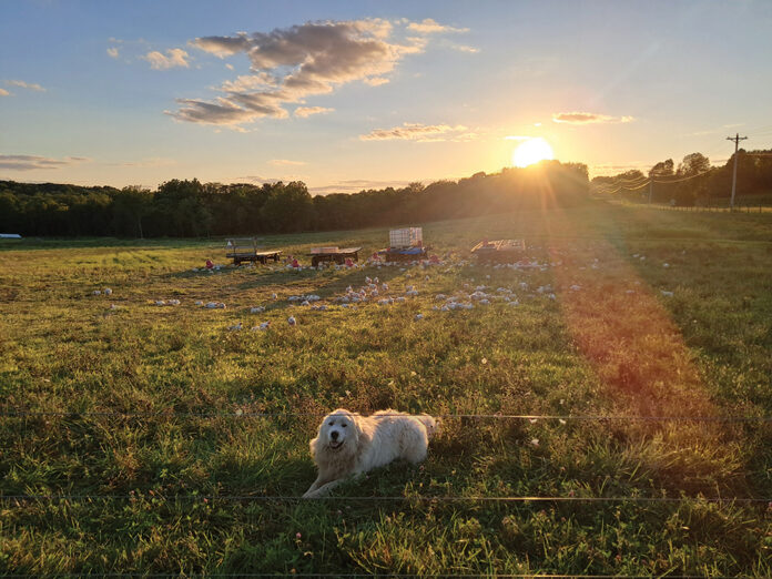 mccarty chickens-WEB