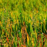 Now is the time to be out scouting for fall weeds meadow
