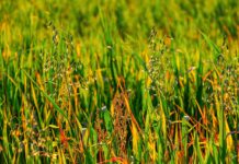 Now is the time to be out scouting for fall weeds meadow