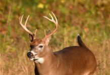 How white-tailed deer overcame extinction white tailed deer