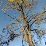USDA Forest Service advises to lookout for zombie trees Zombie Tree