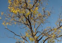 USDA Forest Service advises to lookout for zombie trees Zombie Tree