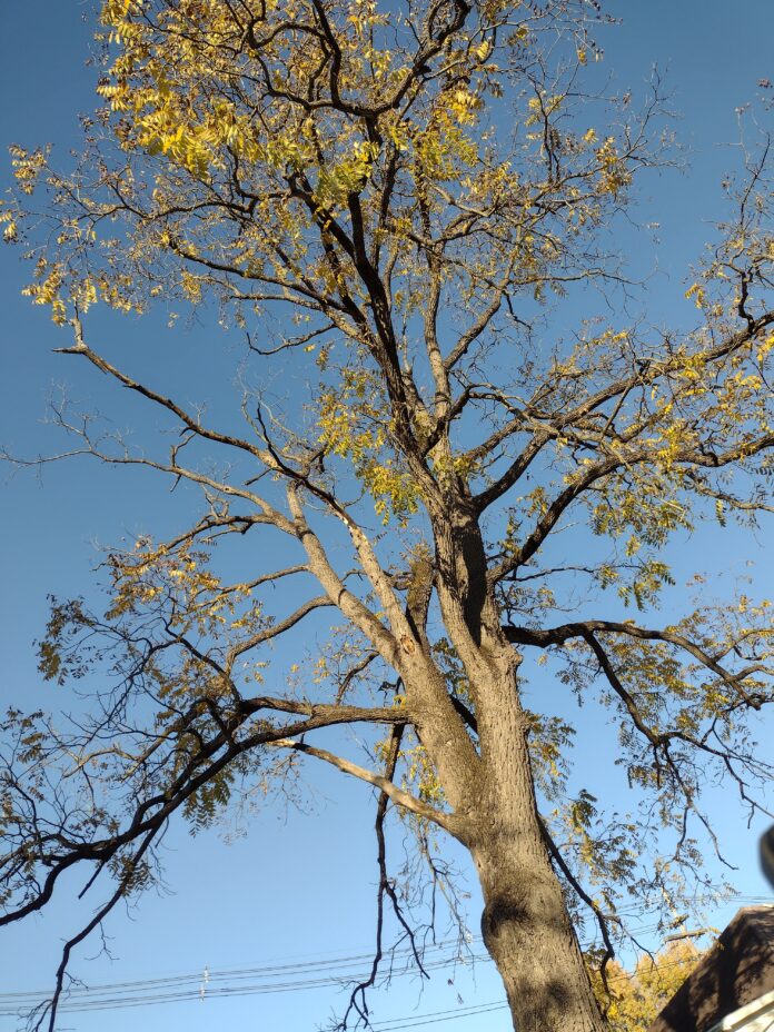 Zombie Tree Zombie Tree