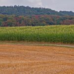 49 Ohio counties now disaster areas due to drought drought corn
