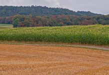 49 Ohio counties now disaster areas due to drought drought corn