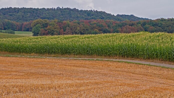 drought corn drought corn