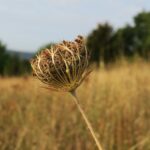 How to assess damage and help pastures recover from drought drought landscape