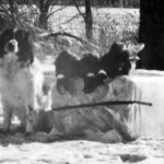 Putting the love of the hunt into the words cocker spaniel