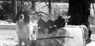 Putting the love of the hunt into the words cocker spaniel