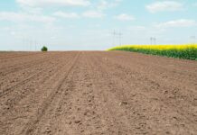 Not all lime is the same a plowed field with power lines in the distance