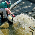 Muskies stocked across Ohio