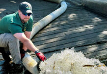 Muskies stocked across Ohio