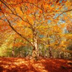 Farewell to October’s golden glow october