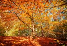 Farewell to October’s golden glow october