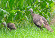 Turkey poult survival above average in Ohio: survey