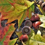 ODNR survey: Red oak acorn production up red oak acorns