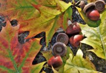 ODNR survey: Red oak acorn production up red oak acorns